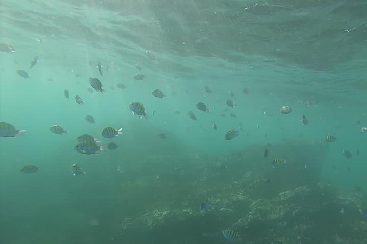 Tamarindo Snorkeling Tour: What to Expect on a 4‑Hour Pacific Boat Trip photo 2