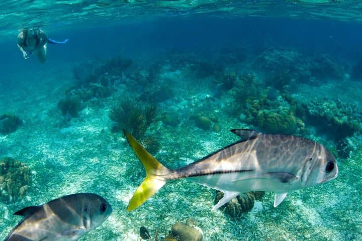 Southern Belize Barrier Reef Snorkel from Hopkins — Half-Day Boat Tour photo 2