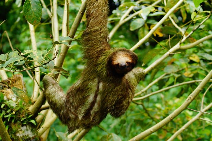 Sloth Watching Tour in La Fortuna — Arenal's Daytime Wildlife Walk photo 3