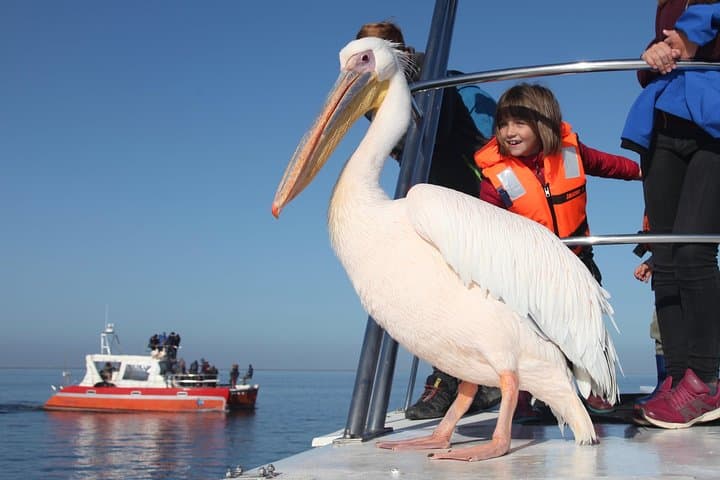 Walvis Bay to Pelican Point Dolphin Cruise — Oysters, Seals & Ocean Wildlife photo 2
