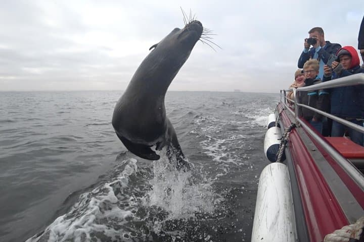 Walvis Bay to Pelican Point Dolphin Cruise — Oysters, Seals & Ocean Wildlife photo 3