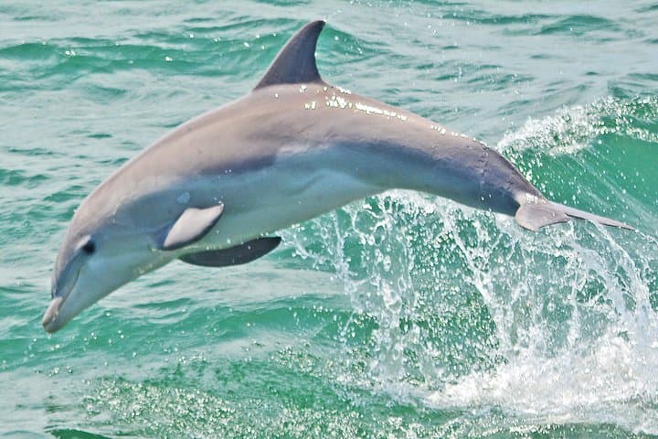 Dolphin Watching Around Cape May: 2-Hour Wildlife Cruise in New Jersey photo 2