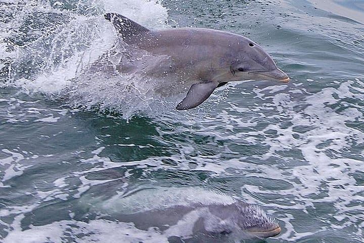 Dolphin Watching Around Cape May: 2-Hour Wildlife Cruise in New Jersey photo 4