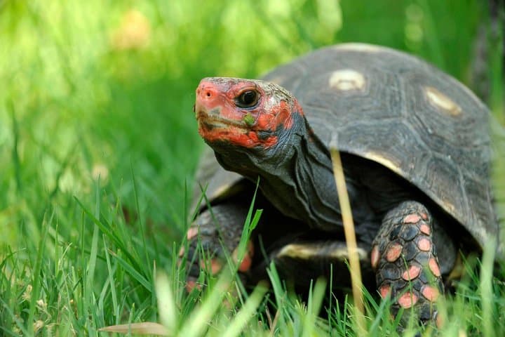 A Cupulatta Turtle Park Near Ajaccio: Skip-the-Line Admission & What to Expect photo 1