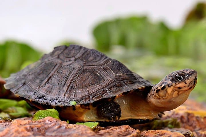 A Cupulatta Turtle Park Near Ajaccio: Skip-the-Line Admission & What to Expect photo 2