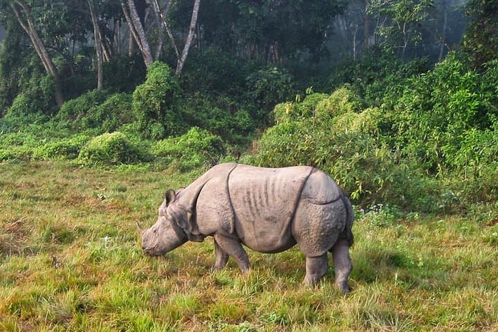 Luxury 2-Night Chitwan Safari from Kathmandu or Pokhara photo 3