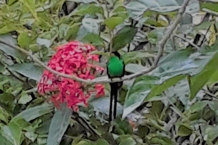 Negril Hilite: Rick's Cafe Sunset, Seven Mile Beach & Hummingbird Garden Tour photo 2