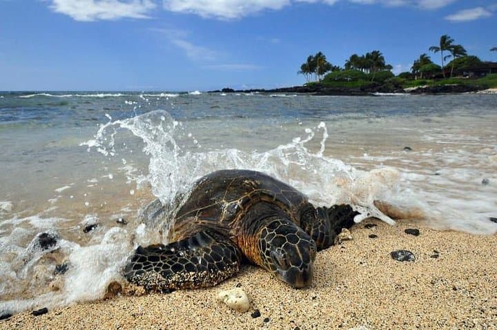 Kona Shore Excursion: Sea Turtles, Historic Kona & Coffee Tour