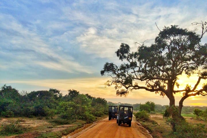 Udawalawe National Park Safari from Hambantota — Half- or Full-Day Wildlife Drive photo 3