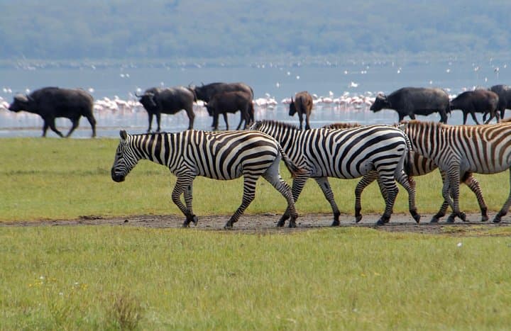 Two-Day Rift Valley Safari: Lake Nakuru, Lake Naivasha & Hell's Gate Adventure