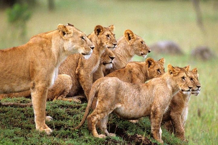 Aquila Game Reserve Day Safari from Cape Town — Big Five Game Drive & Rescue Centre photo 2