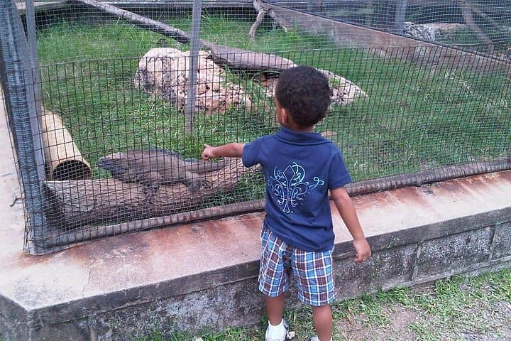 Tour Jamaica Zoo in Saint Elizabeth: Close Encounters with Zebras, Llamas and Native Birds