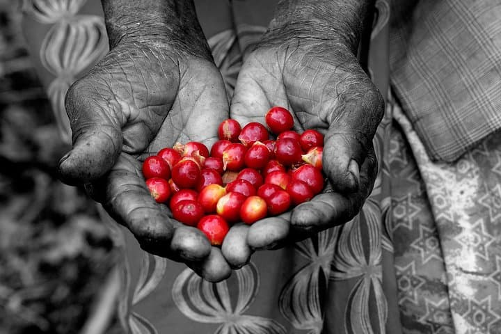 Hands-On Rwandan Coffee Experience: Harvest, Roast & Brew Near Muhanga