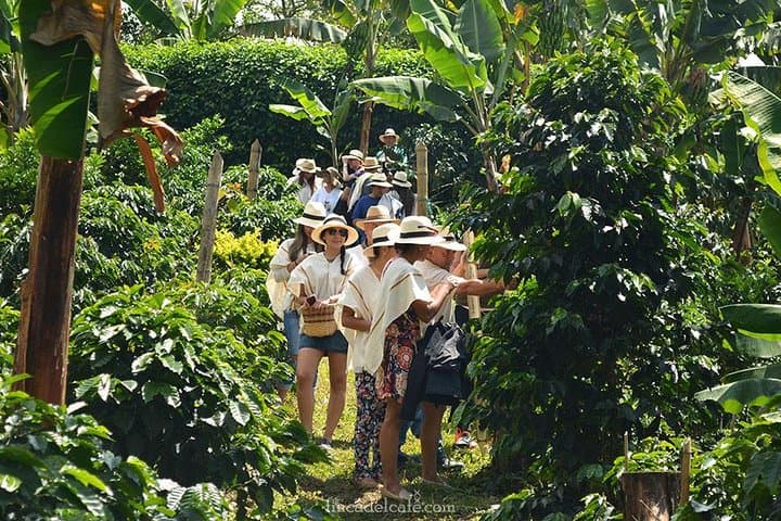 Medellín Coffee Tour: Full-Day Farm Experience in Antioquia