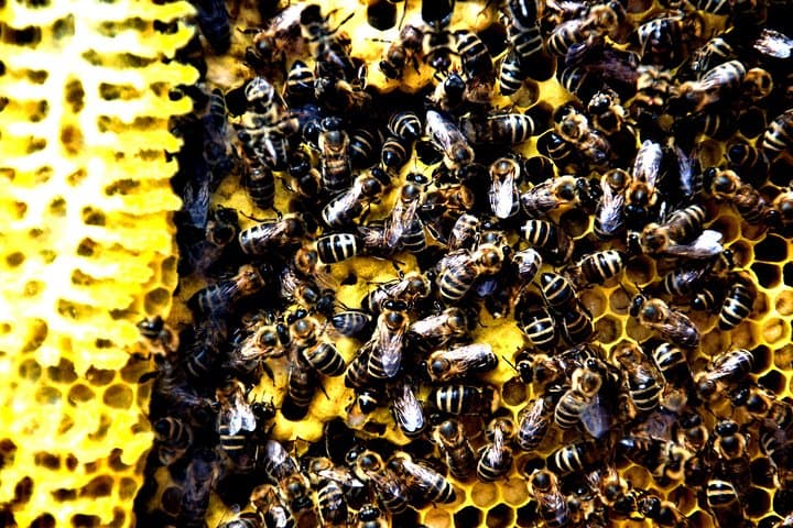 Give Bees a Chance — Beekeeping Experience on Šolta, Croatia photo 2