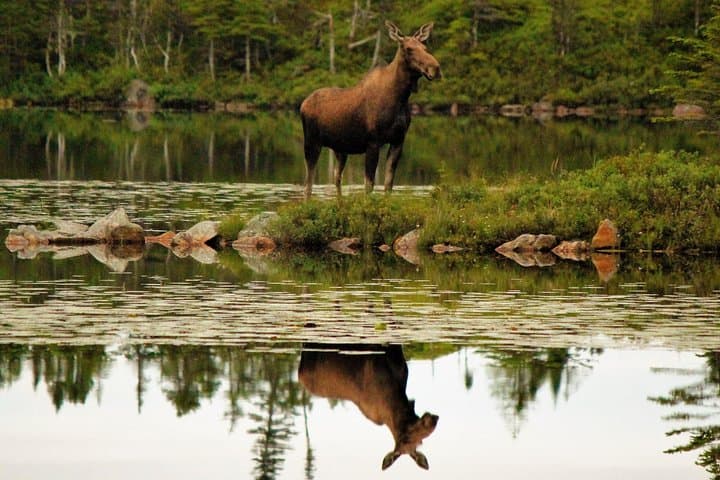 Trinity ATV Tour: 3.5-Hour Newfoundland Wilderness Ride on the T'Railway