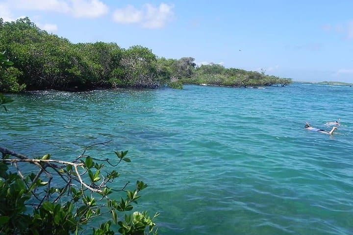 Snorkel Concha Perla Bay: Swim with Sea Lions & Penguins on Isabela Island photo 2