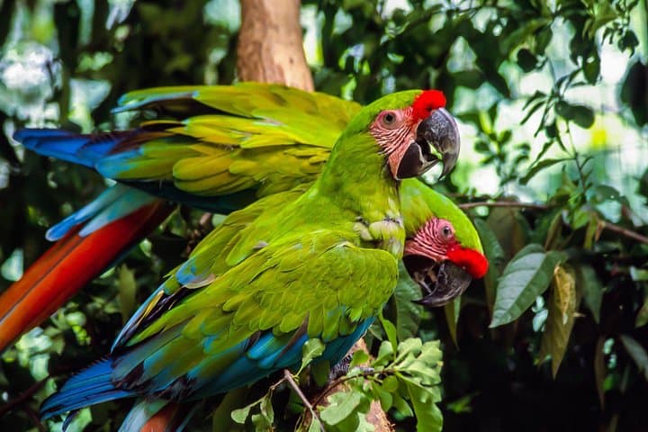 Explore Zoo El Pantanal: Guided Wildlife Tour Near Guayaquil