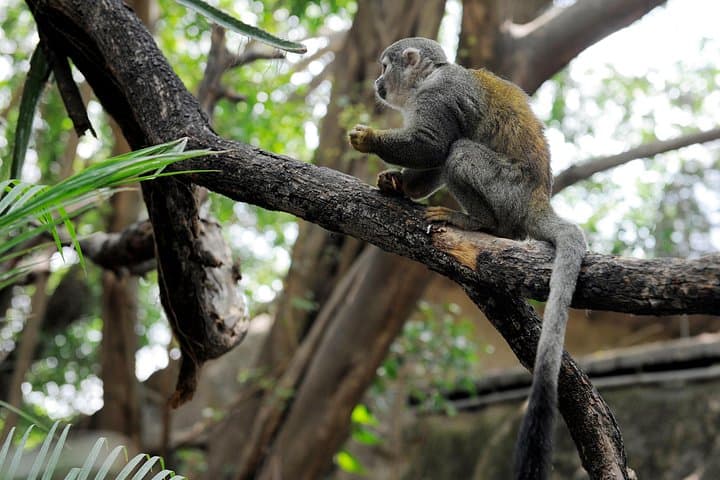 Explore Zoo El Pantanal: Guided Wildlife Tour Near Guayaquil photo 2