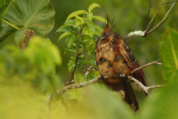 Mindo Cloud Forest Day Trip from Quito — Hummingbirds, Tarabita & Nambillo Falls photo 3