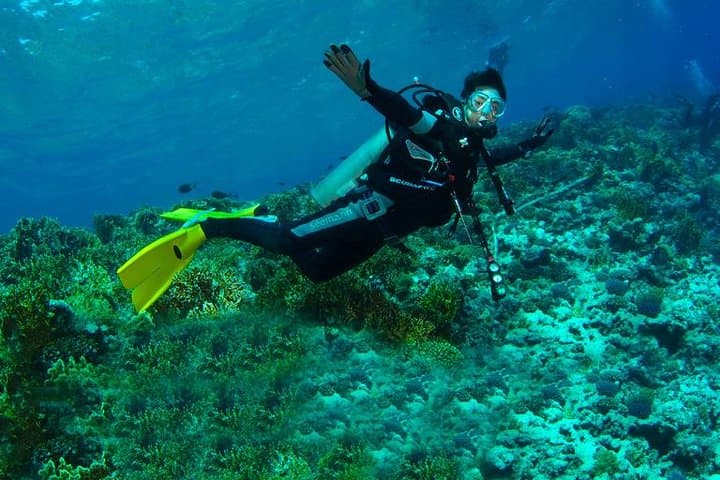 Gordon Rocks Daily Dive — Advanced Drift Diving in the Galapagos
