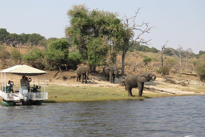 Full-Day Chobe Safari from Victoria Falls — 3hr Boat & 4x4 Game Drive with Floating Lunch