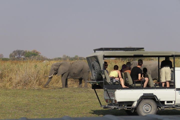 Full-Day Chobe Safari from Victoria Falls — 3hr Boat & 4x4 Game Drive with Floating Lunch photo 2
