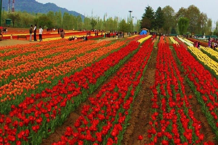 Kashmir in 4 Days: Private Srinagar, Gulmarg & Pahalgam Escape photo 2