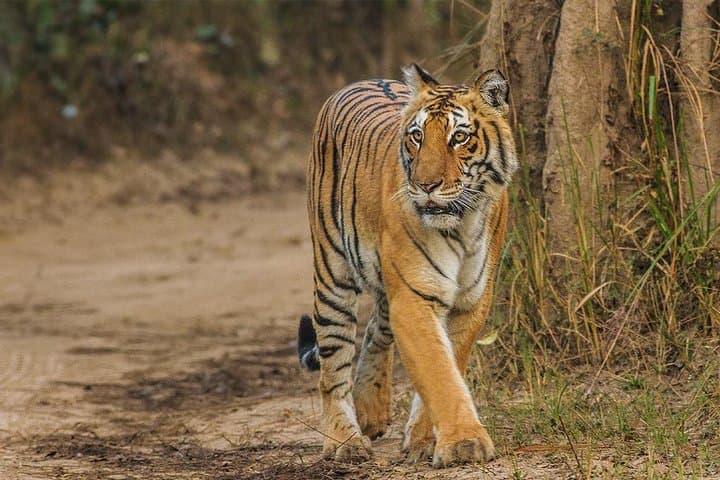 Ranthambore Private Safari from Jaipur: Overnight Gypsy Ride & Resort Stay photo 1