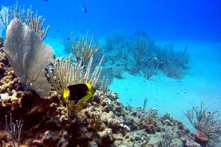 Sosúa Bay Guided Snorkel Cruise — 2-Hour Boat Trip with Pro Guide photo 2