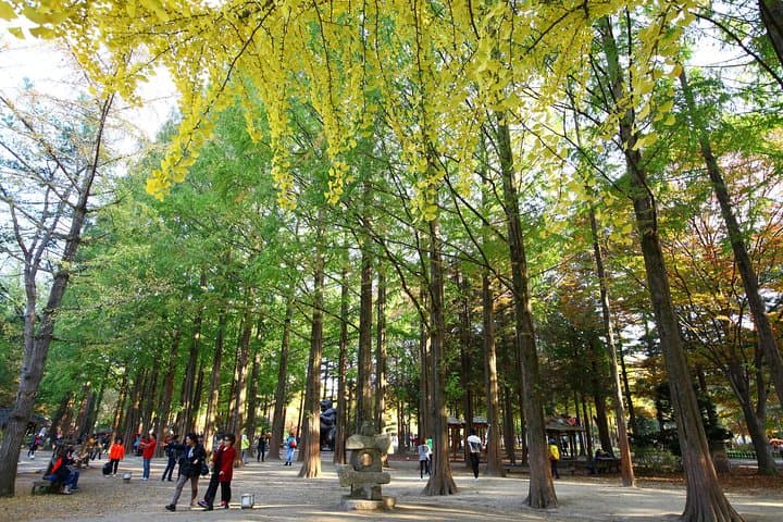 Nami Island & Petite France Day Trip from Seoul: Tree-Lined Roads and Petite Village Charm photo 2