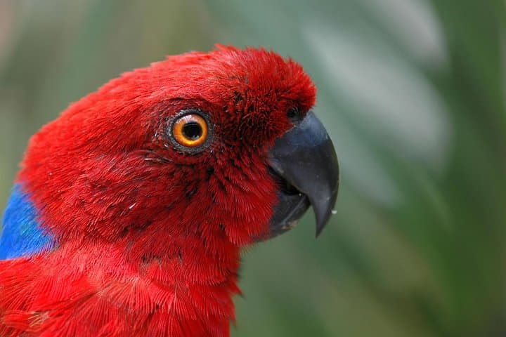 Kula WILD Adventure Park: Explore Fiji’s Forest Canopy and Marine Exhibits
