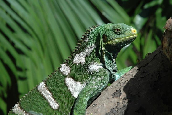 Kula WILD Adventure Park: Explore Fiji’s Forest Canopy and Marine Exhibits photo 2