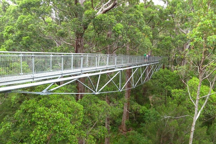 Albany Southwest Wilderness Day Tour — Fly from Perth to Tree Top Walk, Denmark & The Gap