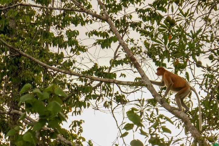 Klias Wildlife Safari River Cruise: Proboscis Monkeys, Sunset & Fireflies from Kota Kinabalu photo 2