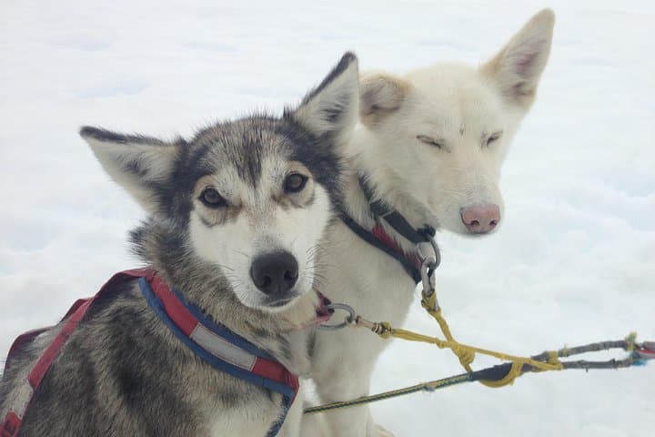 Helicopter to Herbert Glacier: Juneau Dogsledding & Glacier Landing Experience photo 3
