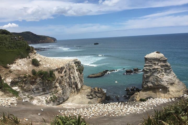 West Coast & Muriwai Gannet Colony Private Tour from Auckland