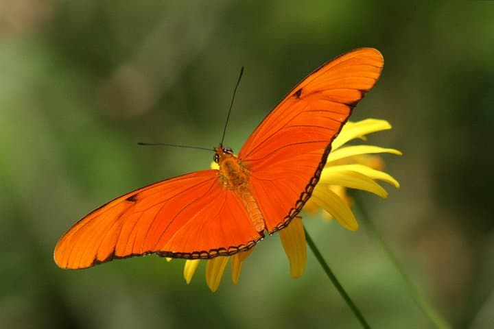 Full-Day Selvatura Monteverde Cloud Forest Adventure from Guanacaste photo 2