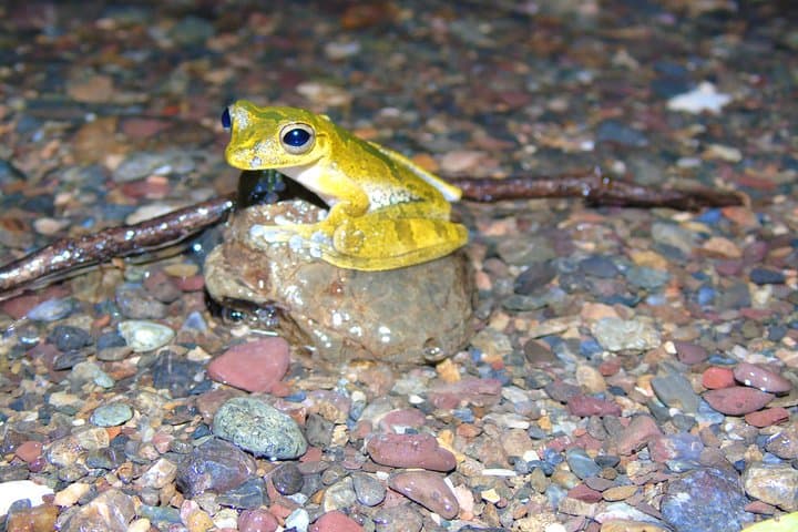 Drake Bay Night Hike: Nativos Corcovado Nocturnal Wildlife Walk photo 3