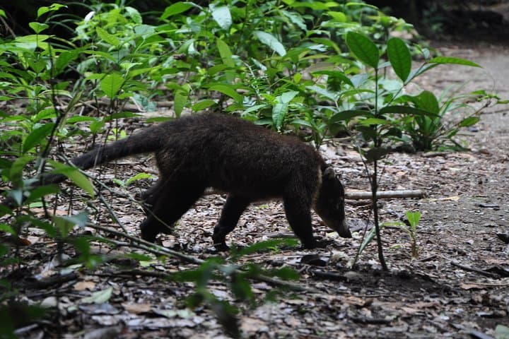 Overnight at Sirena: 2-Day Corcovado National Park Camping Tour photo 3