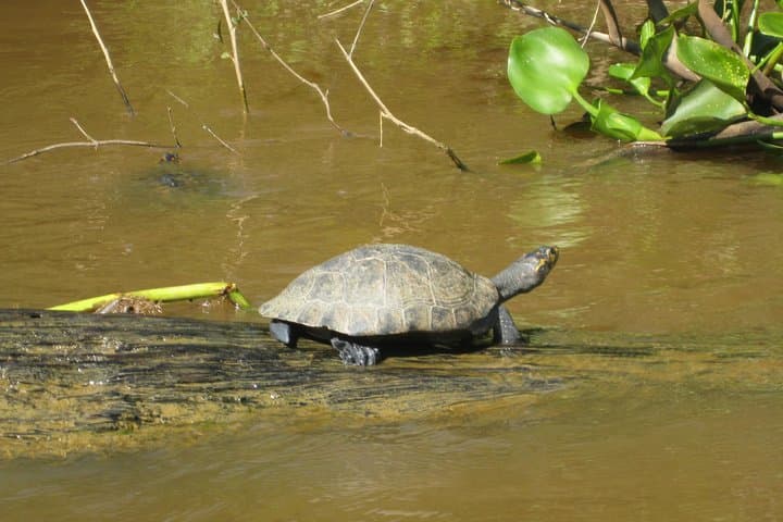 3-Day Manu Cloud Forest: Birding, Clay Licks & River Journeys from Cusco photo 2
