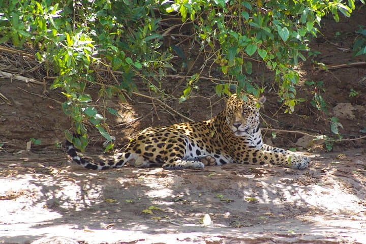 3-Day Manu Cloud Forest: Birding, Clay Licks & River Journeys from Cusco photo 3
