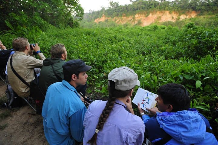 3-Day Manu Cloud Forest: Birding, Clay Licks & River Journeys from Cusco photo 6