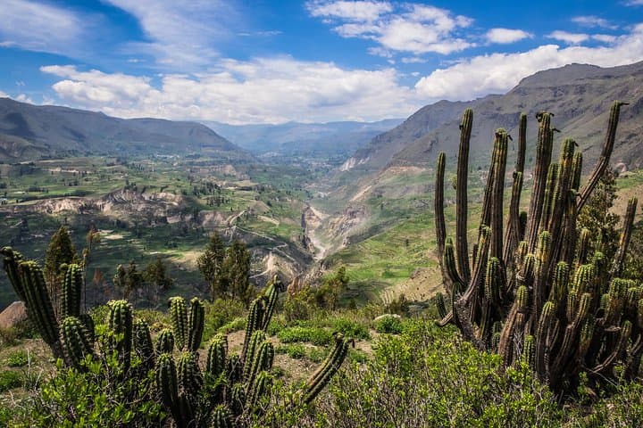 2-Day Colca Canyon & Condor Tour from Arequipa — High Passes, Terraces, Vicuñas photo 4
