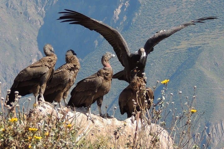 2-Day Colca Canyon & Condor Tour from Arequipa — High Passes, Terraces, Vicuñas photo 1