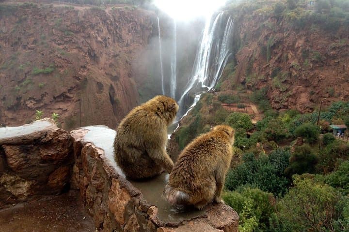 Marrakech to Ouzoud Waterfalls: Full-Day Hike to North Africa's Highest Cascades photo 5