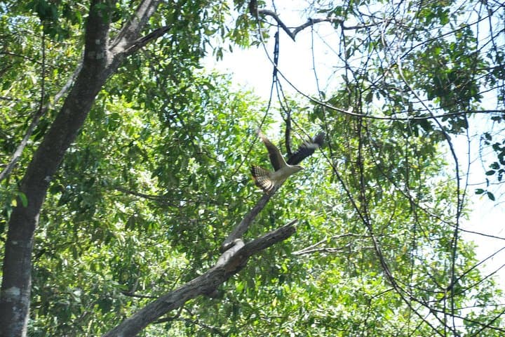 Damas Island Mangrove Boat Tour — Wildlife & Birding from Manuel Antonio photo 4