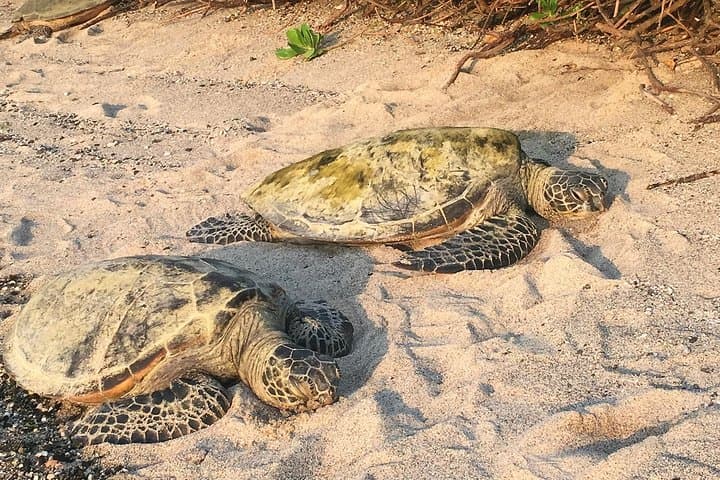 Kona Shore Excursion: Sea Turtles, Historic Kona & Coffee Tour photo 2