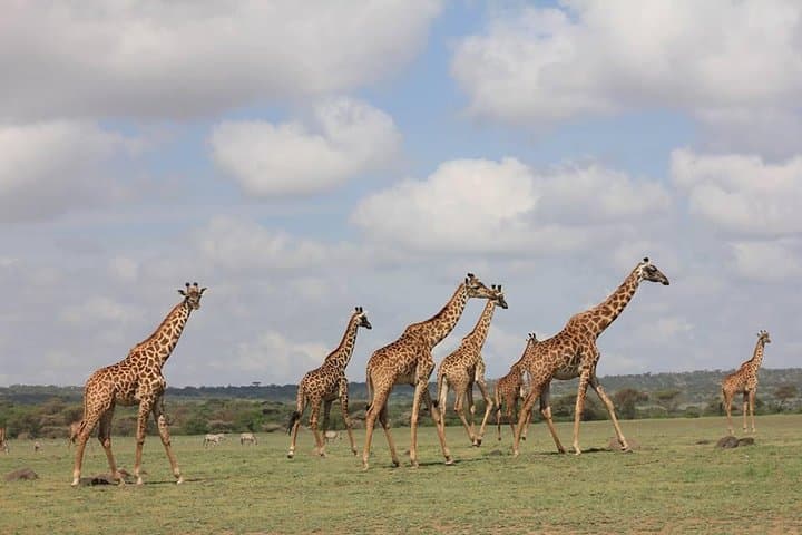 4-Day Budget Camping Safari: Serengeti Migration, Ngorongoro & Tarangire photo 3