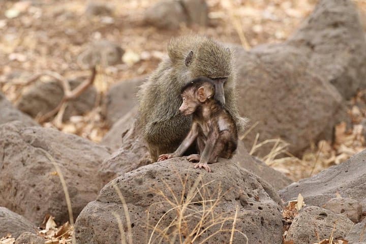 Full-Day Tarangire Safari: Elephant Herds, Baobabs & Afternoon Game Drive photo 6